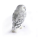 Harry Potter The Noble Collection Hedwig knuffel 30cm, tijdelijk uitverkocht